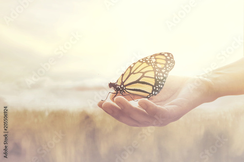 Fotografía sweet encounter between a human hand and a butterfly