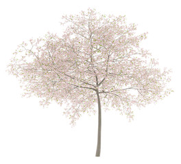 Wall Mural - flowering cherry tree isolated on white background