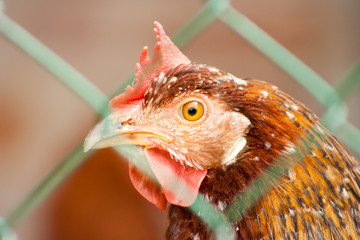 hen's head behind a metal net