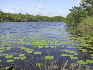 Wall Mural - New River in Belize