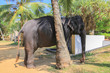 Tamed elephant