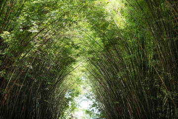 Morning sunlight to the bamboo arch.