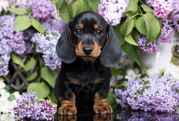 portrait of a beautiful puppy breed of dachshund