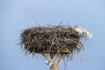 Wall Mural - empty stork's nest
