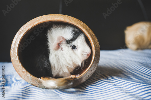 Bebe Cochon D Inde Noir Et Blanc Stock Photo Adobe Stock
