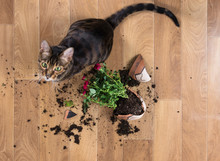 Domestic Cat Breed Toyger Dropped And Broke Flower Pot With Red Roses