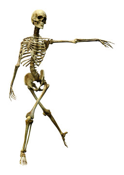 3D Rendering Human Skeleton on White