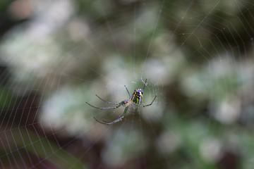 spider