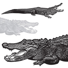 American Alligator (Alligator Mississippiensis) - Vector Graphic Illustration.
Black Image Of Crocodilian Reptile In Engraving Style Isolated On White Background, Design Element For Logo Or Template.