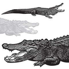 American alligator (Alligator mississippiensis) - vector graphic illustration.
Black image of crocodilian reptile in engraving style isolated on white background, design element for logo or template.