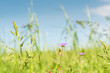 Die wild wachsende Heilpflanze Storchschnabel leuchtet auf der Blumenwiese im Sonnenlicht vor einem perfekten hellblauen Himmel