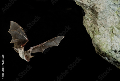 Fotografie, Obraz Bat buzzard, myotis myotis, flight in his cave