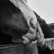 Mensch berührt Pferdeschnauze mit Hand