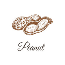 Peanuts Sketch Drawing. Peanut 