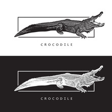 Vector Graphic Image Of American Alligator.
Black And White Illustration Of Crocodilian Reptile, Logotype, Clipart In Engraving Style, Design Element For Logo Or Template.