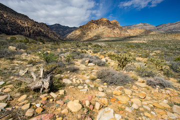 Wall Mural - Red Rock Canyon National Conservation Area