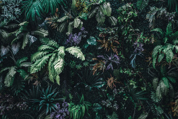 Fototapeta Piękny charakter tło pionowe ogród z tropikalny zielony liść