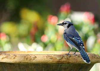 Wall Mural - Beautiful blue jay bird getting ready to take a drink from a birdbath.  The blue jay is native to North America and is one of the loudest and most colorful birds in back yards.