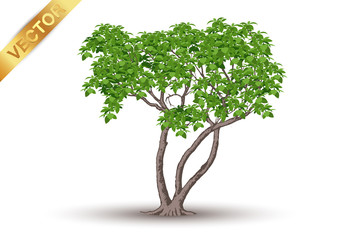 Wall Mural - Beautiful tree Realistic  on a white background.