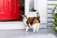 One Scared Confused Calico Cat Standing Outside In Winter By Stairs On Front Yard Porch By Door Entrance To House During Blizzard White Storm, Snowflakes Falling