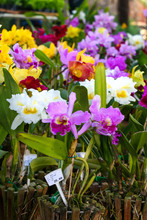 Orchids For Sale In Flower Market.