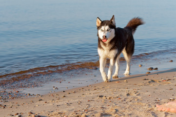  Husky dog running on the water's edge. The dog running on the beach. The dog stuck out his tongue.