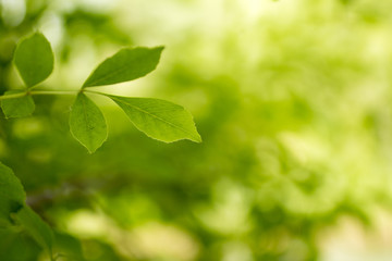 Wall Mural - green leaves