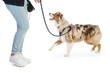 american shepherd leashed with a harness