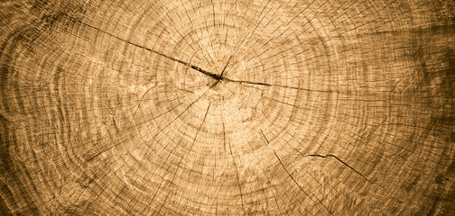 Wall Mural - closeup macro view of end cut wood tree section with cracks and annual rings. natural organic textur