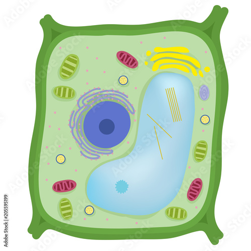 Plant Cell Stock Vector | Adobe Stock