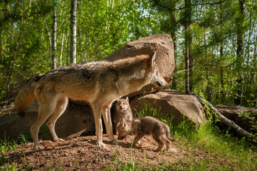 Wall Mural - grey wolf (canis lupus) stands in front of den with pups