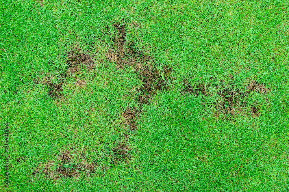 Grass texture. grass background. patchy grass, lawn in bad condition and need maintaining