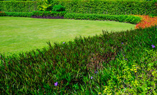 Green Lawn, The Front Lawn For Background, Garden Landscape Design