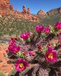 Cactus Flowers in Sedona, Arizona USA