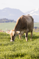 Wall Mural - Swiss brown cattle grazes on a spring morning on a meadow in the foothills of Switzerland