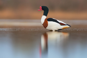 Wall Mural - Common shelduck (Tadorna tadorna). Male