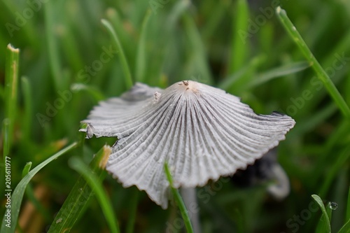 Incredible Close Up Of Mushrooms Growing In Yard Wild Ink Cap