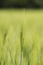 Green Barley In The Field In Detail.