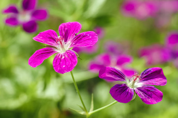 Poster - Geranium palustre flowers commonly known as Marsh Cranesbill