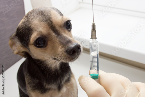 Fotografie, Obraz An unhappy little dog toy Terrier is afraid of vaccination with a syringe on the