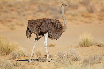 Poster - Female ostrich (Struthio camelus) in natural habitat, Kalahari desert, South Africa.