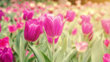 Fototapeta  - Pink tulip flower in a garden, vintage style.