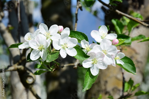 Plakat Białe kwiaty jabłoni