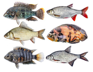 Wall Mural - Freshwater river fish isolated set, side view