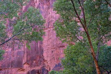 cottonwood trees in sandstone canyon