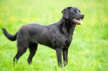 Black Labrador Retriever On The Grass