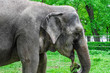 Indian elephant in the park on a background of green trees