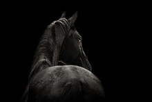 Portrait Of A Beautiful Black Horse On A Black Background
