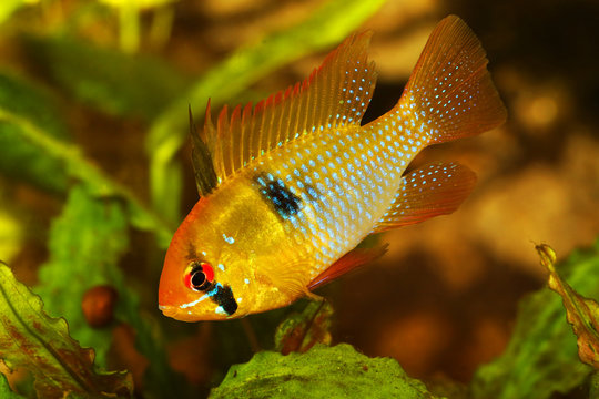 German Ram cichlid Mikrogeophagus ramirezi aquarium fish butterfly cichlid