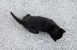 Tiny black kitten walking from above on concrete surface